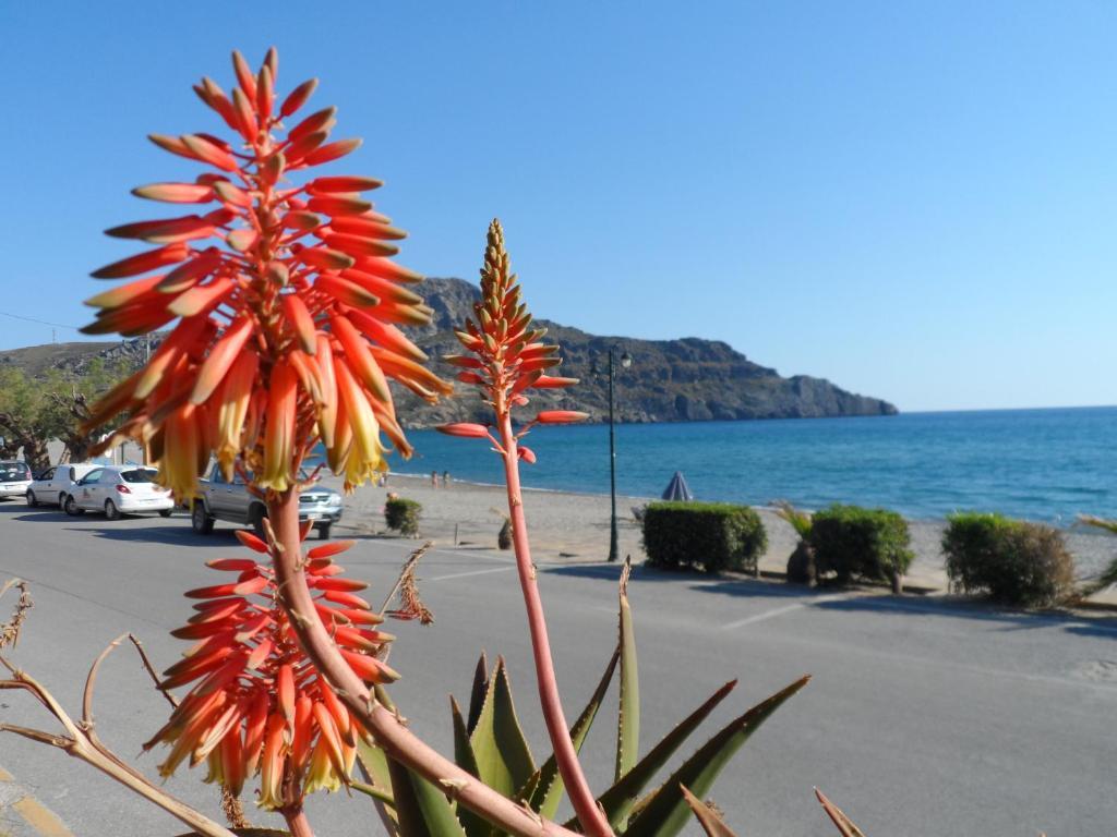 Flisvos Rooms Plakias Bagian luar foto